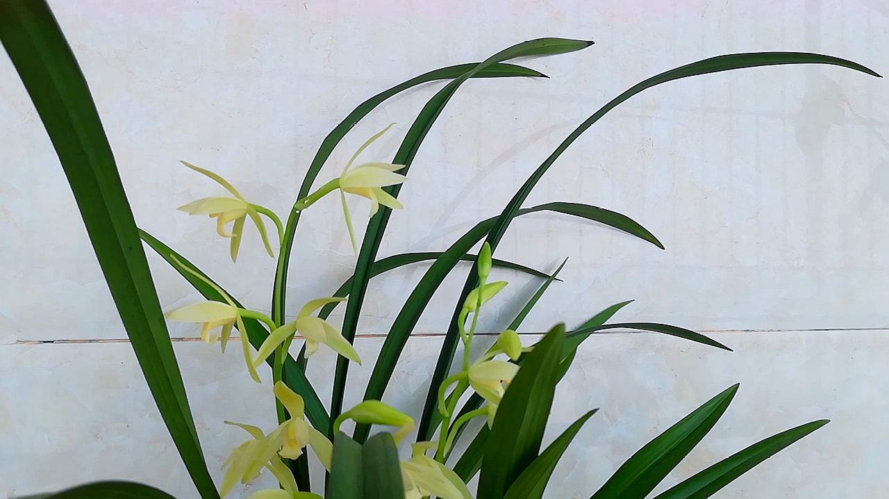 兰花
