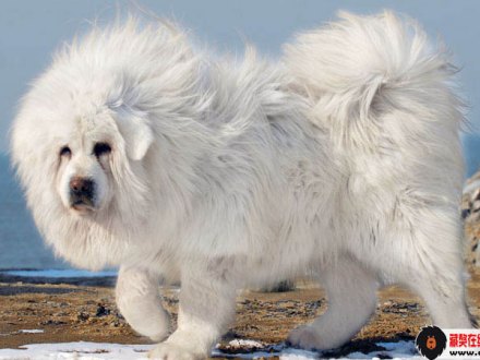 玉树雪獒