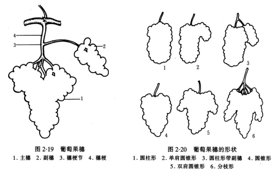 葡萄果穗