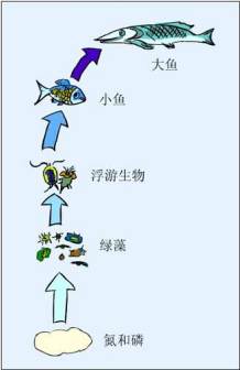 食物链