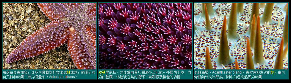 海星的体壁与骨骼