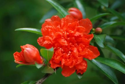 石榴花