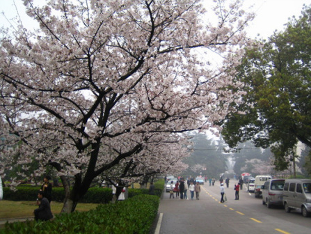 武汉大学樱花