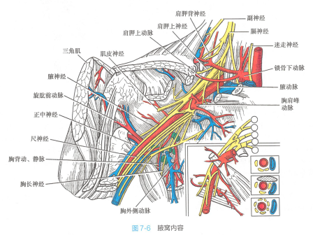 腋窝内容
