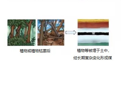 煤的形成示意图