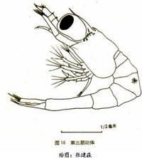 青虾