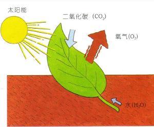 光合作用过程