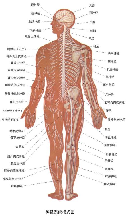 中枢神经系统