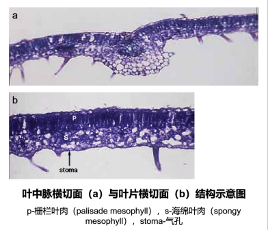叶片中脉横切面与叶片横切面结构示意图