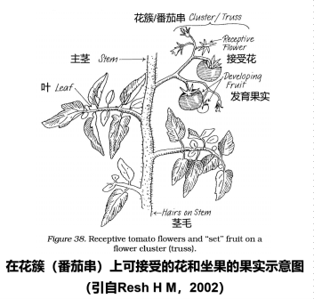 在花簇(番茄串)上可接受的花和坐果的果实示意图