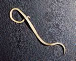 Ascaris lumbricoides，线虫的一种。