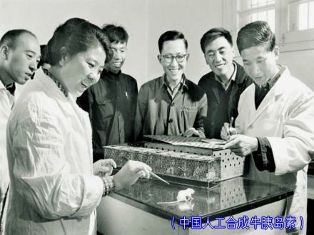 人工合成牛胰岛素现场