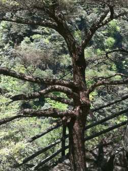 高山松