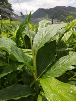 草果