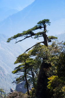 高山松