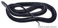 缢缩游蛇(Coluber constrictor)