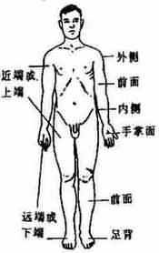 人体基本结构