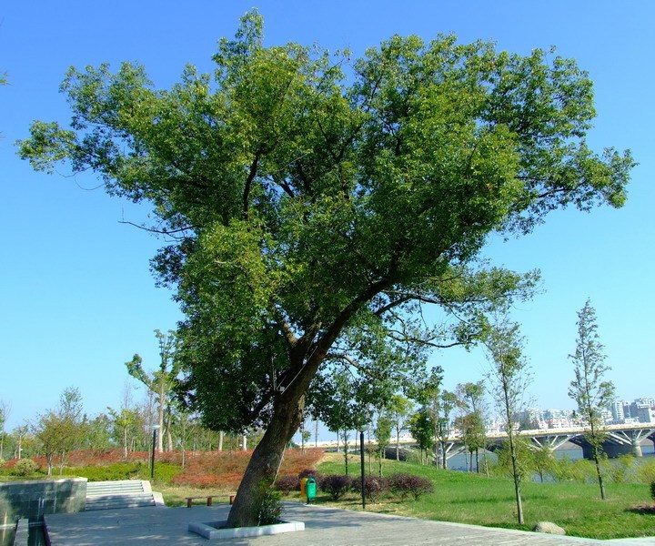 衢州市市树—香樟