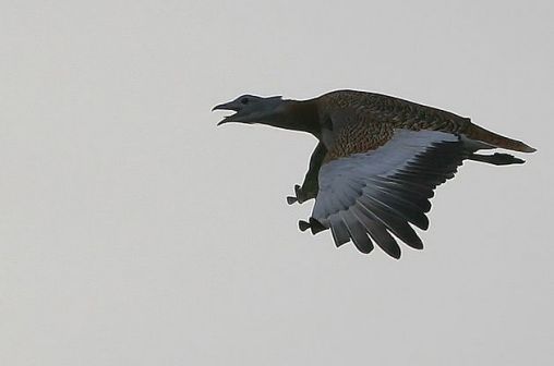 大鸨