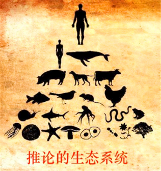 食物链