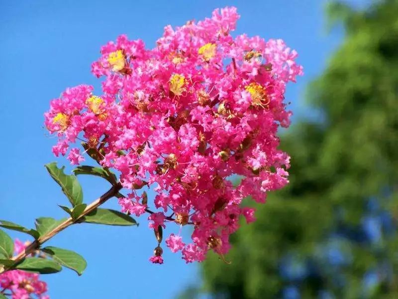 市花 紫薇花 