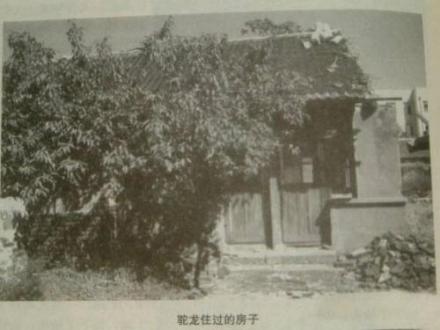 驼龙