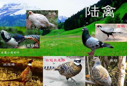 陆禽