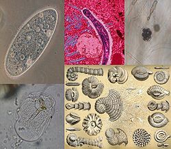 原生生物