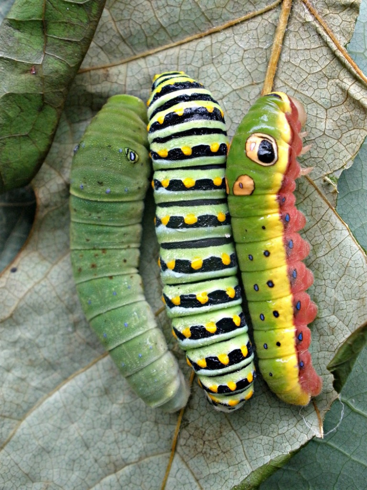（图：珀凤蝶 Papilio polyxenes 幼虫的叶巢
