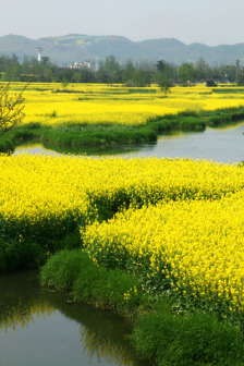 川西平原盛开的油菜花
