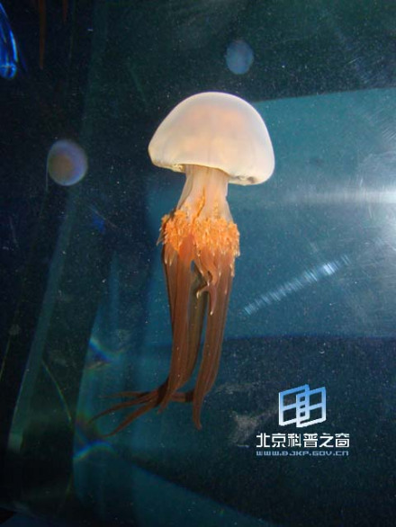 口腕