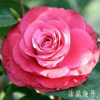 法兰焕丹