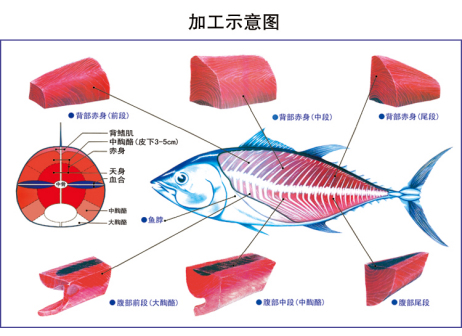 鳍