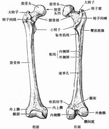 股骨