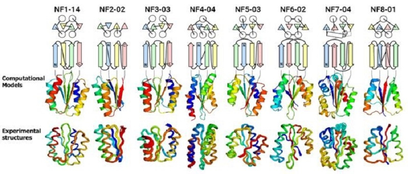 日本科学家发现了一系列前所未知的蛋白质折叠
