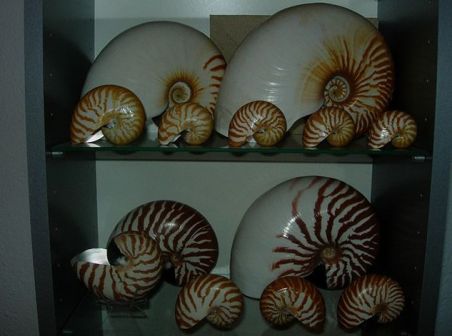 鹦鹉螺壳