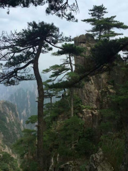 高山松