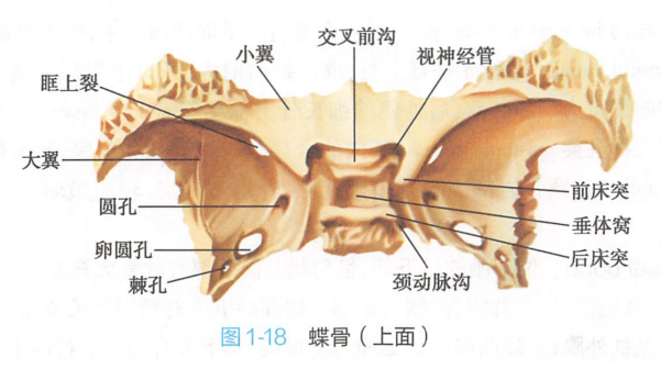 蝶骨（上面）