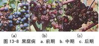葡萄黑腐病