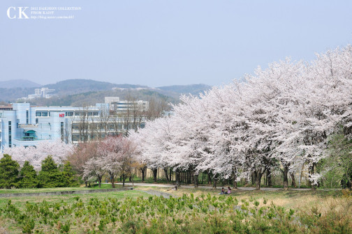 KAIST