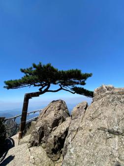 接引松