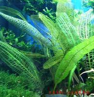 维管束植物