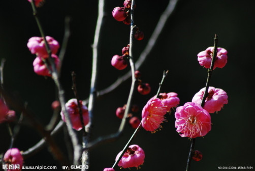 梅花