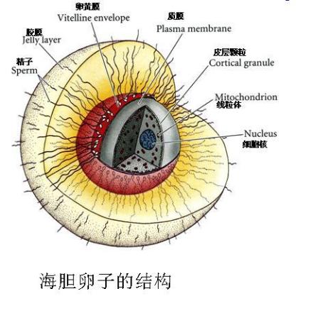 海胆卵子结构