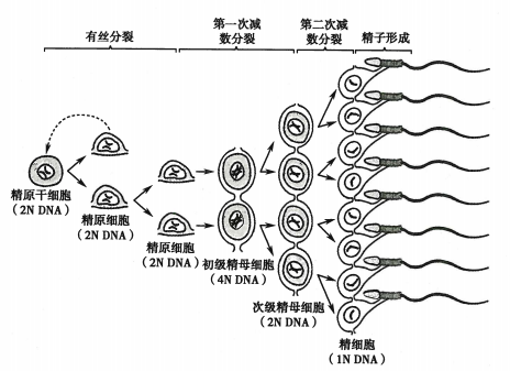 精子发生示意图 来源于《生理学》人卫第九版教材 