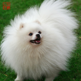 博美犬