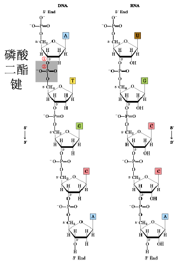 磷酸二酯键