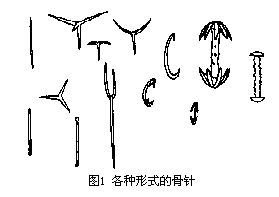 各类型骨针