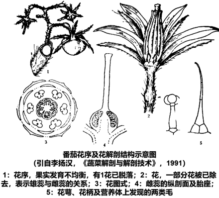 番茄花序及花的解剖结构示意图