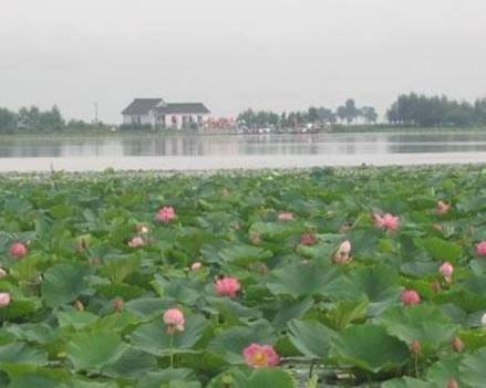 莲花湖